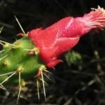 Opuntia inaperta cactus met levendige gele bloemen op een zonnige dag.