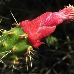 Opuntia inaperta cactus met levendige gele bloemen op een zonnige dag.