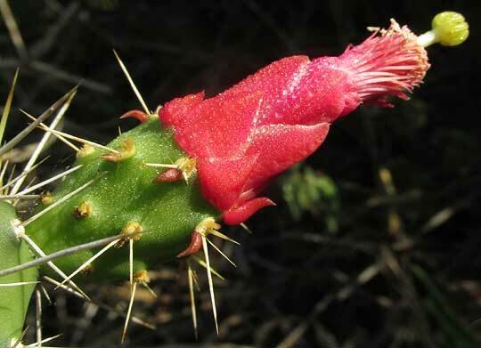 Opuntia inaperta cactus met levendige gele bloemen op een zonnige dag.