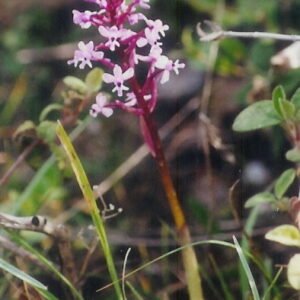 Paarse Orchis Brancifortii bloem met delicate bloemblaadjes en groene stelen.