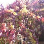 Ornamentele druifplant met sierlijke bladeren en trossen druiven.
