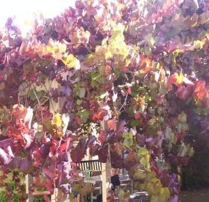 Ornamentele druifplant met sierlijke bladeren en trossen druiven.