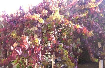 Ornamentele druifplant met sierlijke bladeren en trossen druiven.