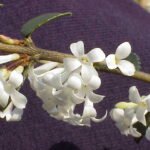 Osmanthus delavayi bloem in volle bloei met groene bladeren.