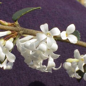 Osmanthus delavayi bloem in volle bloei met groene bladeren.