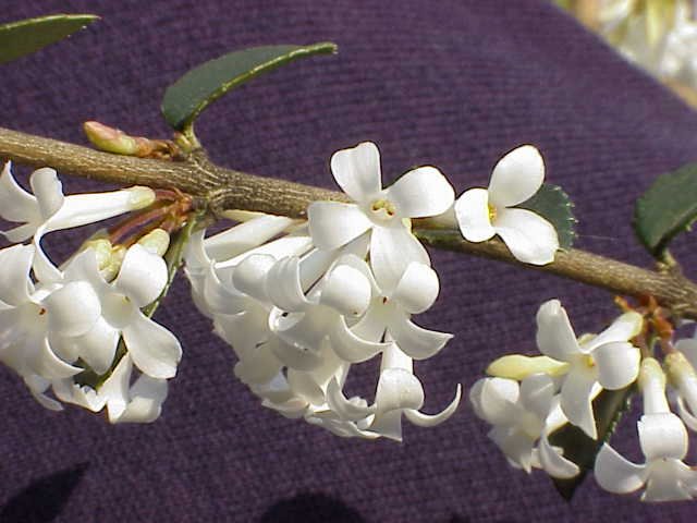 Osmanthus delavayi bloem in volle bloei met groene bladeren.