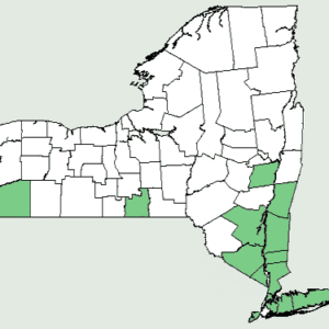 Oxalis violacea plant met paarse en groene bladeren op een botanische verspreidingskaart van New York.