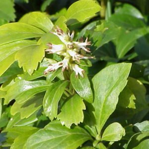 Dikkemanskruid plant met groene bladeren in schaduwrijke standplaats.