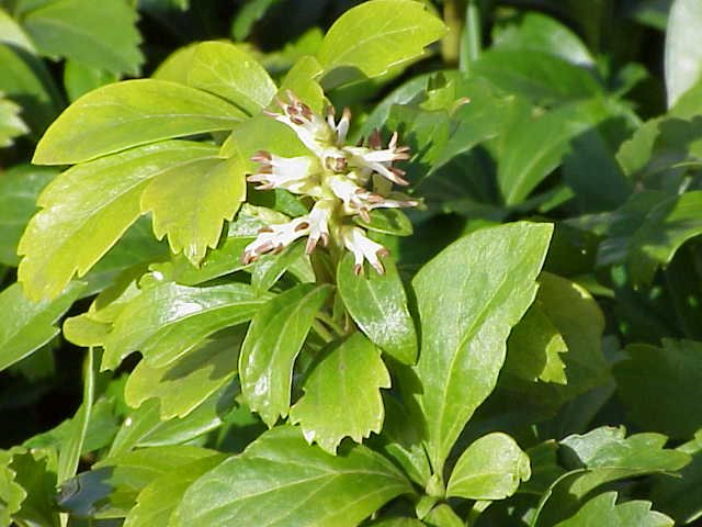 Dikkemanskruid plant met groene bladeren in schaduwrijke standplaats.