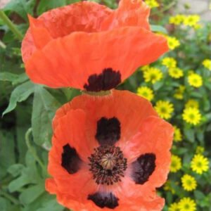 Rode klaprozen in volle bloei op een zonnige dag.