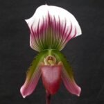 Purple and white spotted Paphiopedilum callosum orchid flower on green stem.