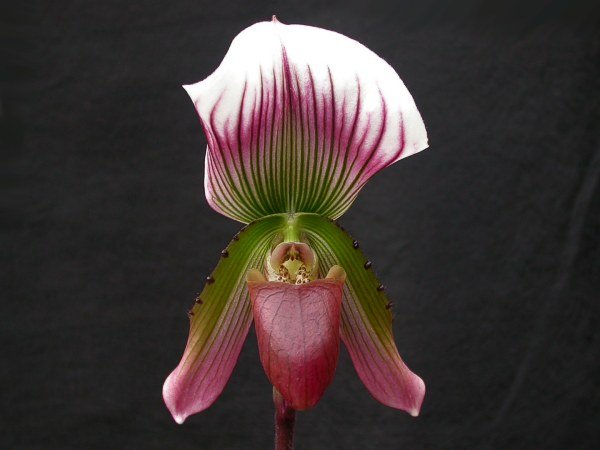 Purple and white spotted Paphiopedilum callosum orchid flower on green stem.