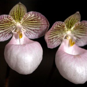 Close-up van Paphiopedilum micranthum orchideebloem.