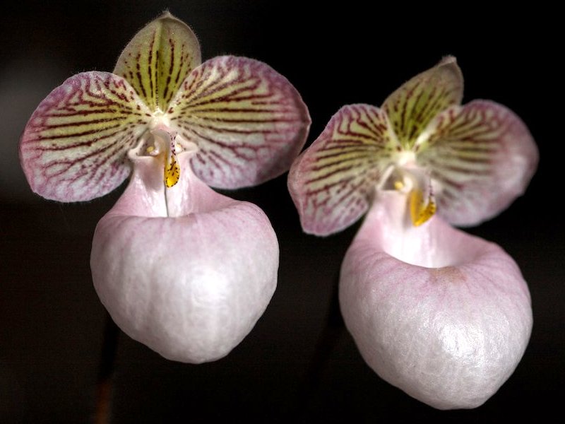 Close-up van Paphiopedilum micranthum orchideebloem.