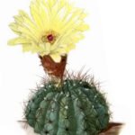 Cactus Parodia ottonis in pot op houten tafel.