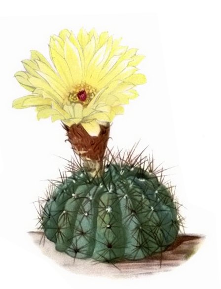 Cactus Parodia ottonis in pot op houten tafel.