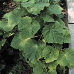 Bladeren van de Paulownia Imperialis.