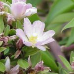 Pereskia grandifolia groeit op kleigrond, winterharde plant.