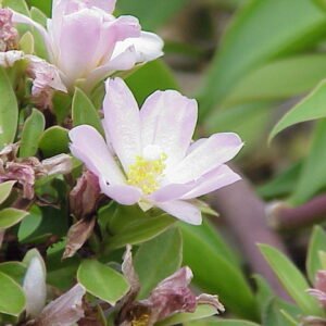 Pereskia grandifolia groeit op kleigrond, winterharde plant.