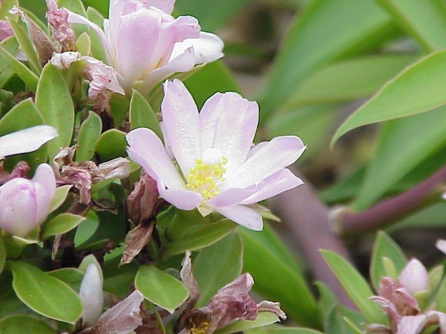 Pereskia grandifolia groeit op kleigrond, winterharde plant.