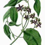 Periploca graeca plant with green leaves and delicate white flowers.