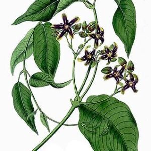 Periploca graeca plant with green leaves and delicate white flowers.