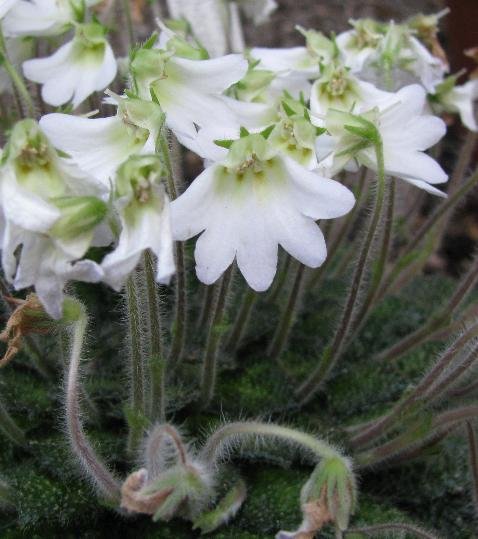 Petrocosmea rosettifolia plant met groene bladeren en paarse bloemen.