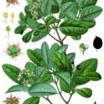 Boldo plant met groene bladeren en heldere bloemen in botanische illustratie.