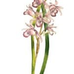 Pink and white Phaius orchid flower with green leaves.