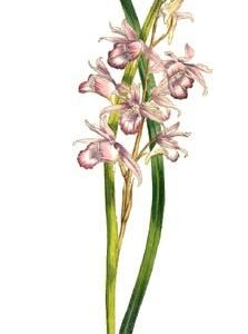 Pink and white Phaius orchid flower with green leaves.