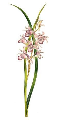 Pink and white Phaius orchid flower with green leaves.