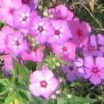 Bloeiende Phlox drummondii bloemen in roze en witte tinten.