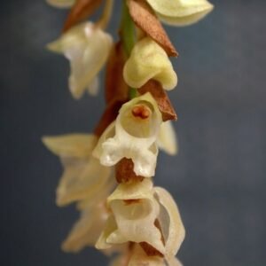 Elegante Pholidota imbricata orchidee met paarse bloemen en groene bladeren.