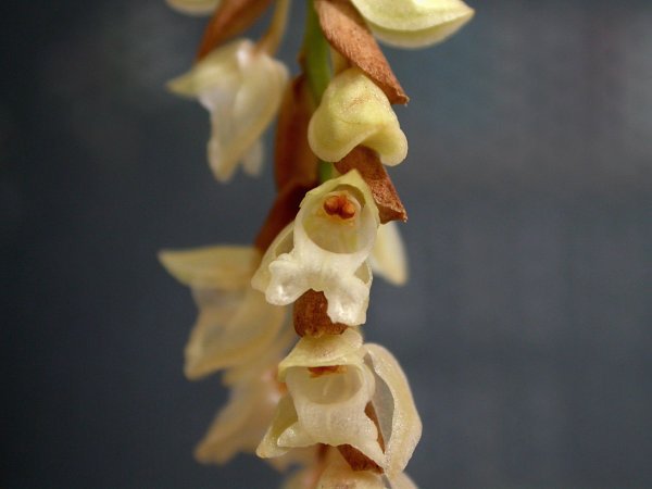 Elegante Pholidota imbricata orchidee met paarse bloemen en groene bladeren.