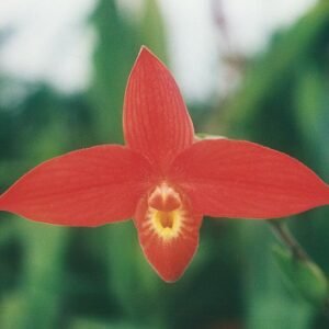 Vivid rode orchidee Phragmipedium besseae bloem met heldere gele lip.