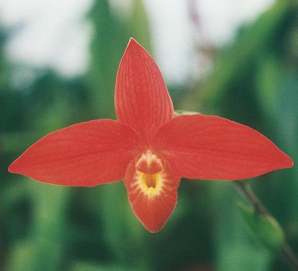 Vivid rode orchidee Phragmipedium besseae bloem met heldere gele lip.