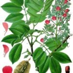 Illustratie van Piscidia piscipula plant uit Kohler's Medizinal-Pflanzen in botanisch boek.