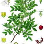 Mastiekboom met groene bladeren op Kohler's Medizinal-Pflanzen illustratie.