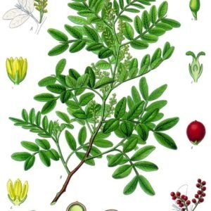 Mastiekboom met groene bladeren op Kohler's Medizinal-Pflanzen illustratie.