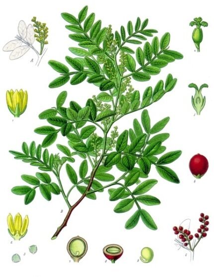 Mastiekboom met groene bladeren op Kohler's Medizinal-Pflanzen illustratie.