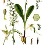 Witte bloem van Platanthera bifolia plant in Kohler's Medizinal-Pflanzen illustratie.