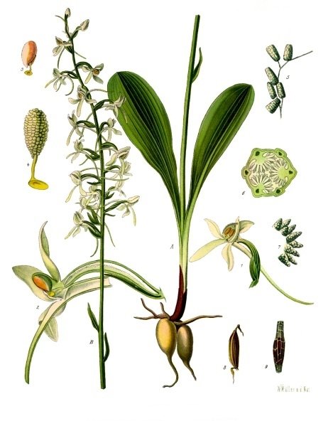Witte bloem van Platanthera bifolia plant in Kohler's Medizinal-Pflanzen illustratie.