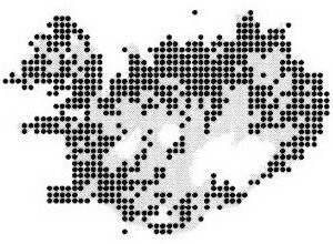 Bloeiende Platanthera hyperborea orchidee in IJslandse natuurlijke omgeving.