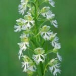 White Platanthera leucophaea flowers against green leaves.