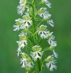 White Platanthera leucophaea flowers against green leaves.
