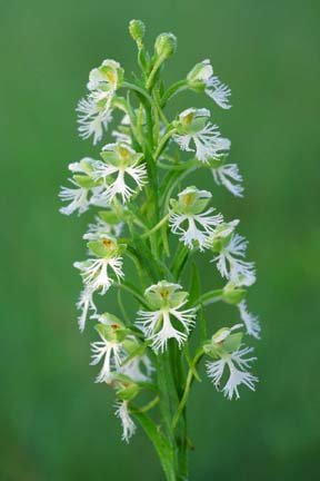 White Platanthera leucophaea flowers against green leaves.