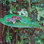 Orchidee bloem Pleurothallis cardiothallis op groene achtergrond.