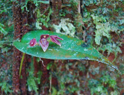 Orchidee bloem Pleurothallis cardiothallis op groene achtergrond.