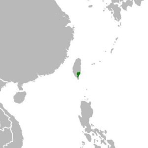 Podocarpus costalis plant in a garden setting.