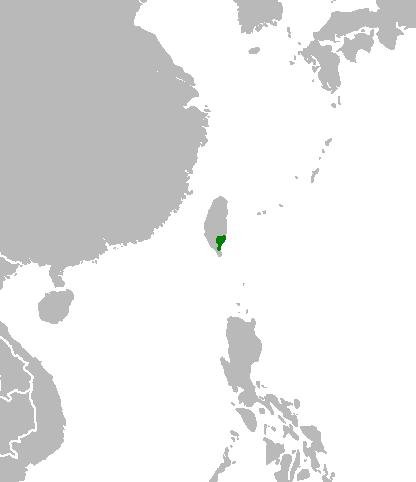 Podocarpus costalis plant in a garden setting.